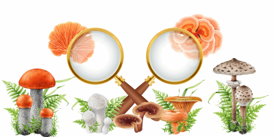 nauczyciele nauczyciele